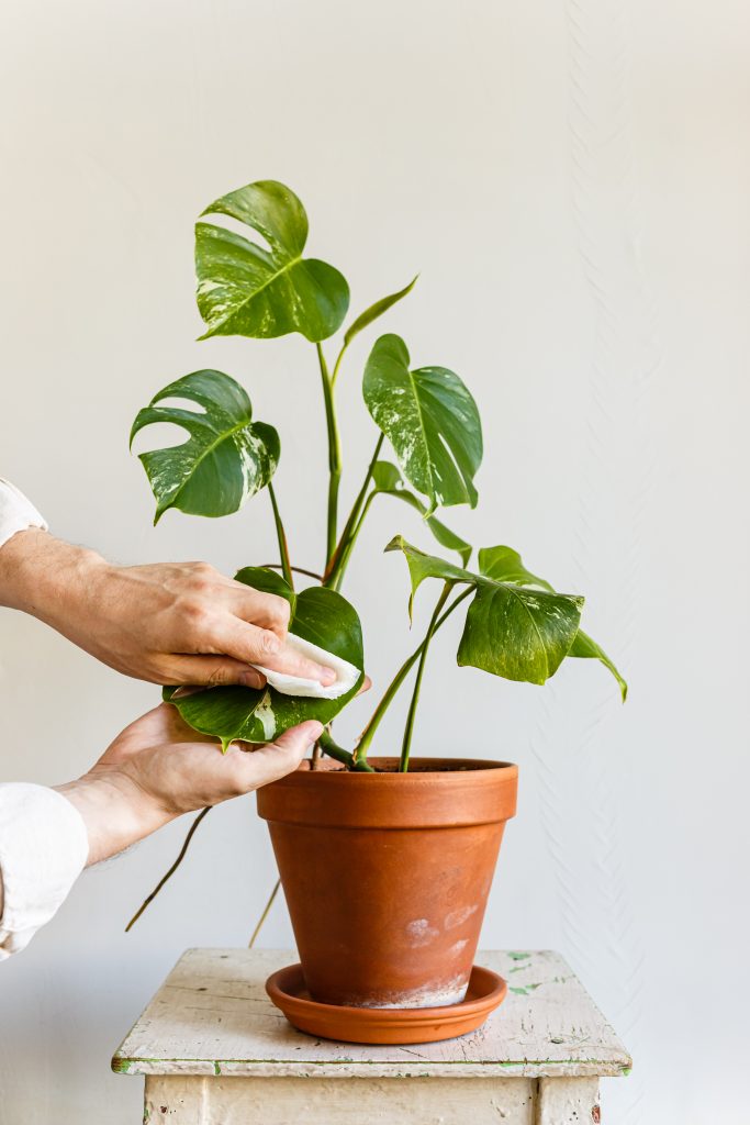 Man cleaning leaves, loves and cares for house plant