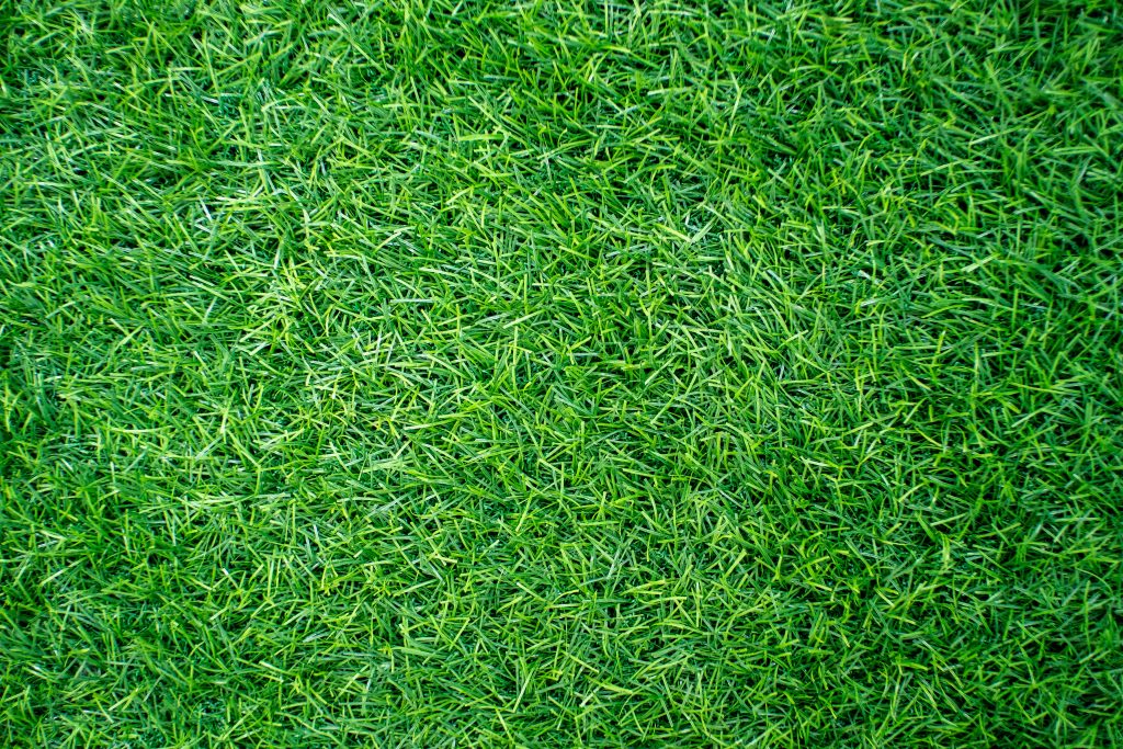 Green grass. natural background texture. fresh spring green gras